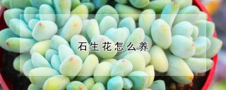 石生花怎么养,第1图