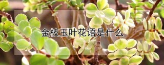 金枝玉叶花语是什么,第1图