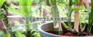 节节高富贵竹怎么养才能更旺盛,第1图