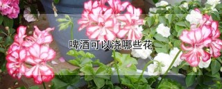 啤酒可以浇哪些花,第1图