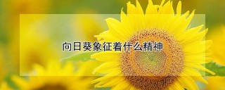 向日葵象征着什么精神,第1图