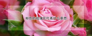 粉色的玫瑰花代表什么意思,第1图