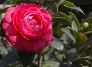 茶花泡水喝有什么功效，茶花的功效与作用,第4图