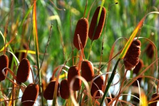 如何把蒲棒做成干花,第2图