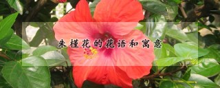 朱槿花的花语和寓意,第1图