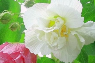 芙蓉花怎样养殖和施肥,第2图