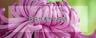 菊花代表什么花语,第1图