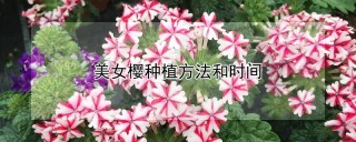 美女樱种植方法和时间,第1图