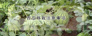 西瓜移栽注意事项,第1图