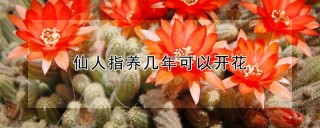 仙人指养几年可以开花,第1图