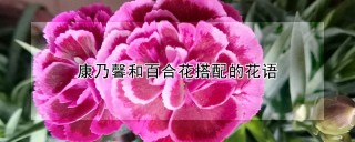 康乃馨和百合花搭配的花语,第1图
