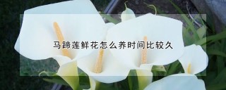 马蹄莲鲜花怎么养时间比较久,第1图