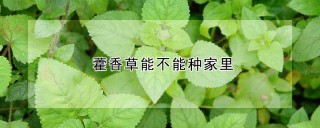 藿香草能不能种家里,第1图