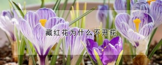 藏红花为什么不开花,第1图