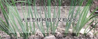 大葱怎样种植的又粗又长,第1图