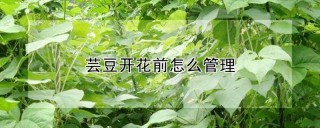 芸豆开花前怎么管理,第1图