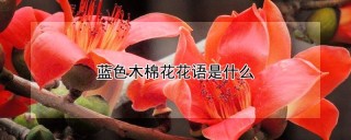 蓝色木棉花花语是什么,第1图