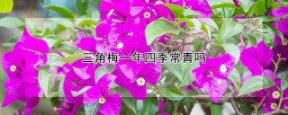 三角梅一年四季常青吗,第1图