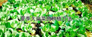 夏季大白菜的种植方法,第1图