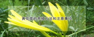 黄花菜的养殖方法和注意事项,第1图