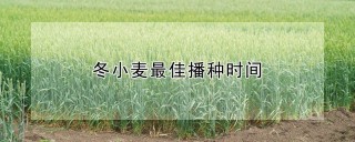 冬小麦最佳播种时间,第1图