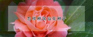 怎样种凤仙花种子,第1图