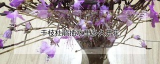 干枝杜鹃插水里多久开花,第1图