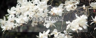 白玉兰花的特点,第1图