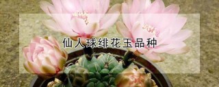 仙人球绯花玉品种,第1图