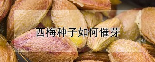 西梅种子如何催芽,第1图