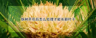 铁树开花后怎么处理才能长新叶子,第1图