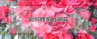 如何修剪杜鹃花,第1图