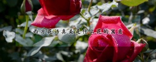 西方花语真美是什么花的寓意,第1图