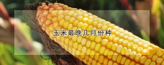 玉米最晚几月份种,第1图