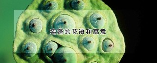 莲蓬的花语和寓意,第1图