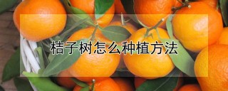 桔子树怎么种植方法,第1图