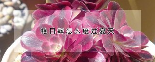 艳日辉怎么度过夏天,第1图