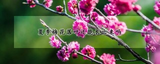 夏季梅花落叶还能长出来吗,第1图