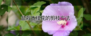 盆栽木槿花的剪枝方法,第1图