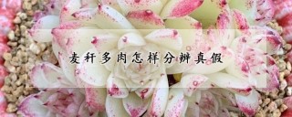 麦秆多肉怎样分辨真假,第1图