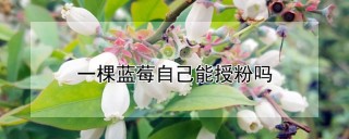 一棵蓝莓自己能授粉吗,第1图