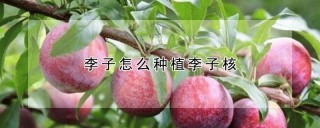 李子怎么种植李子核,第1图