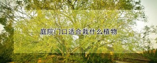 庭院门口适合栽什么植物,第1图