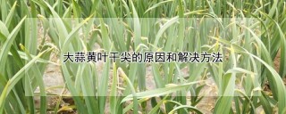 大蒜黄叶干尖的原因和解决方法,第1图