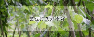 芸豆打头好不好,第1图