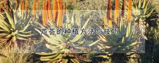 芦荟的种植方法与技巧,第1图