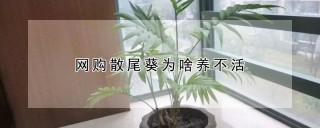 网购散尾葵为啥养不活,第1图