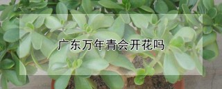 广东万年青会开花吗,第1图