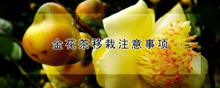 金花茶移栽注意事项,第1图