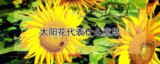 太阳花代表什么意思,第1图